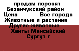 продам поросят .Безенчукский район  › Цена ­ 2 500 - Все города Животные и растения » Другие животные   . Ханты-Мансийский,Сургут г.